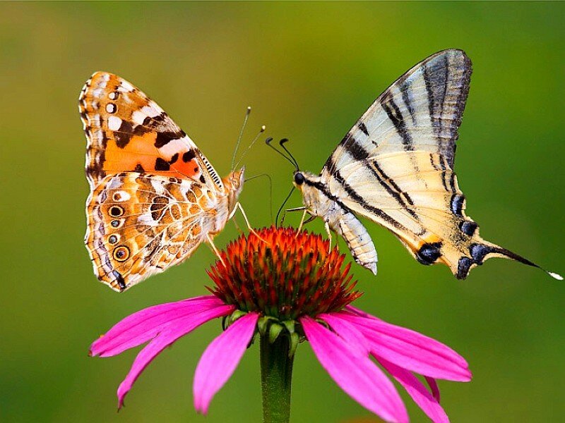 Two butterflies on a flower