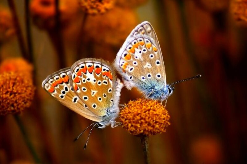 Two butterflies on a flower
