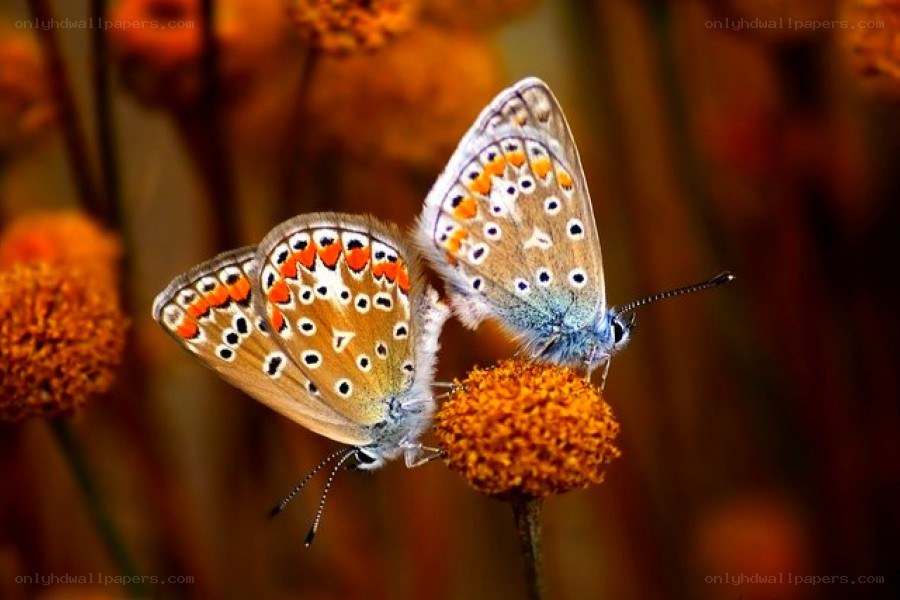 Two butterflies on a flower