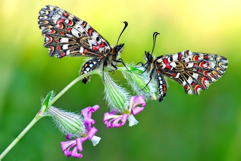 Two butterflies on a flower
