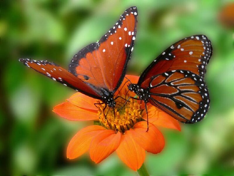 Two butterflies on a flower