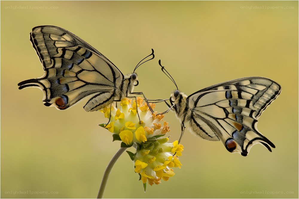 Two butterflies on a flower