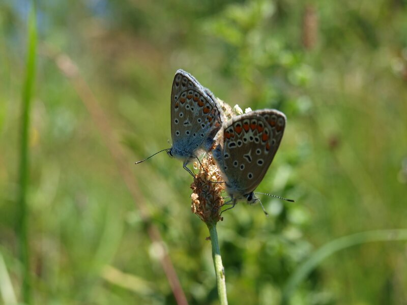 Two butterflies on a flower