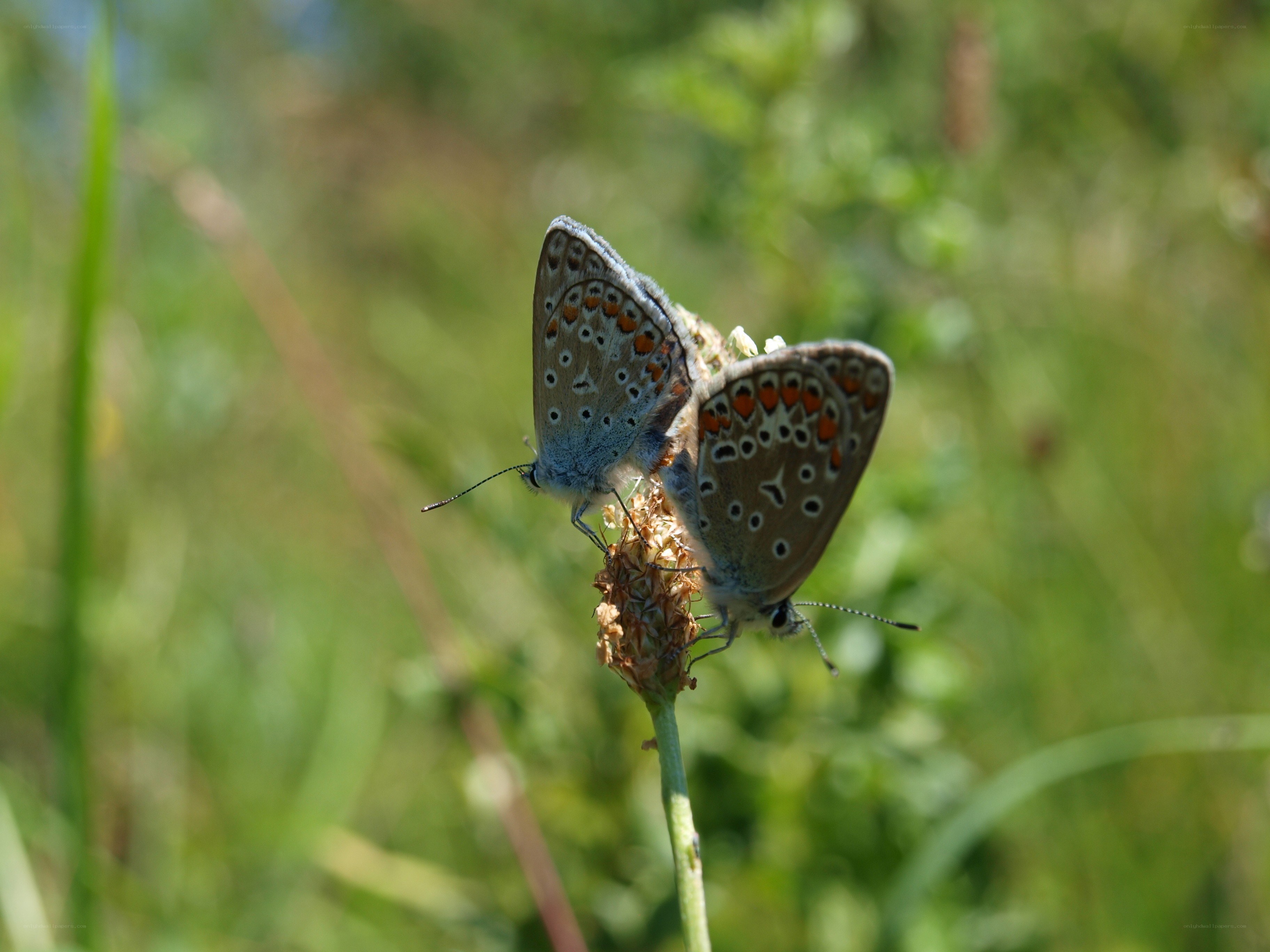 Two butterflies on a flower
