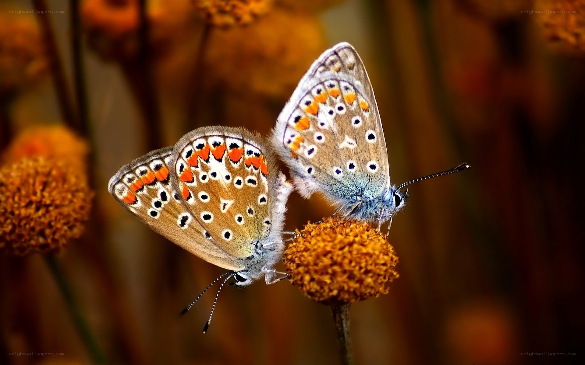 Two butterflies on a flower