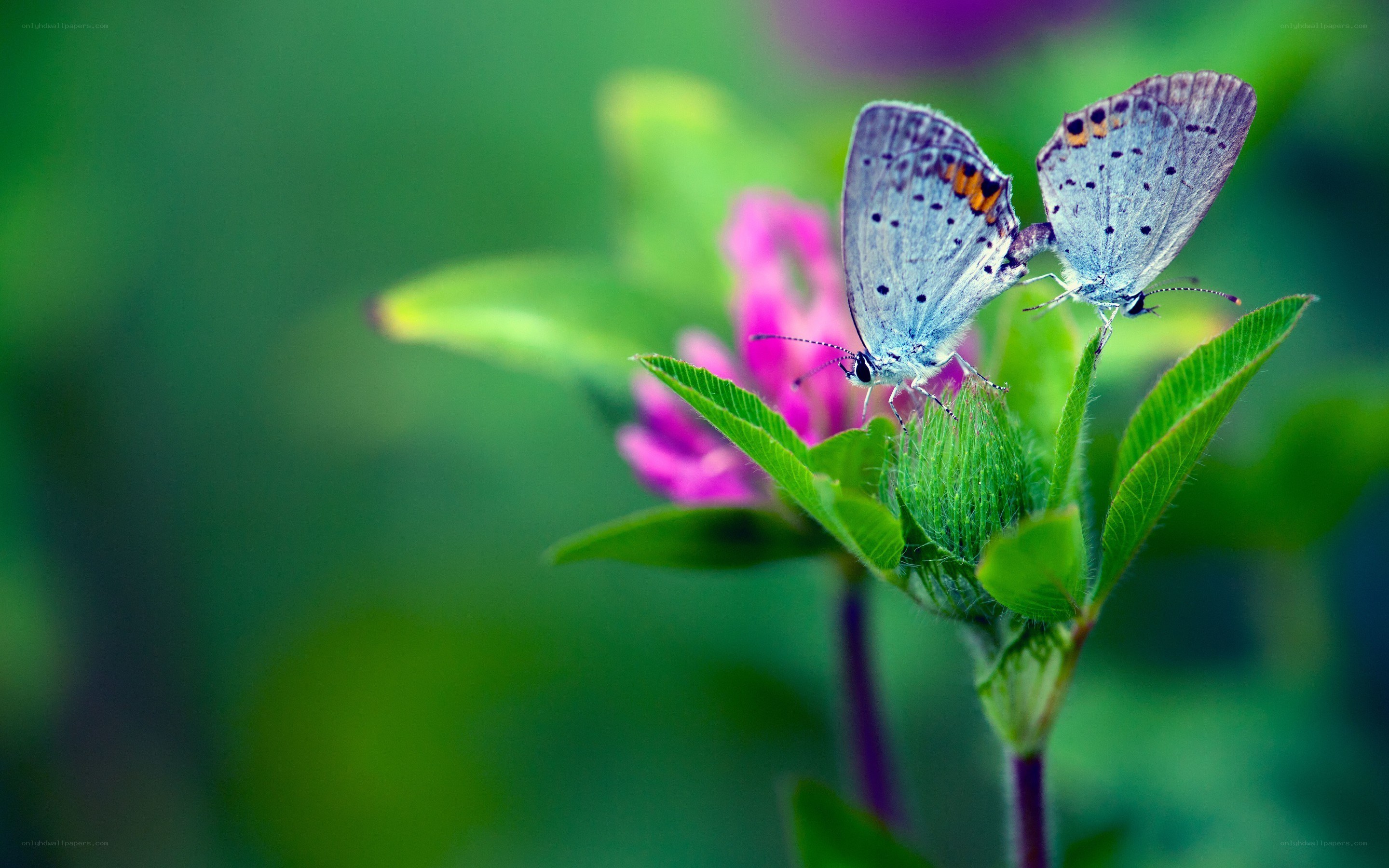 Two butterflies on a flower