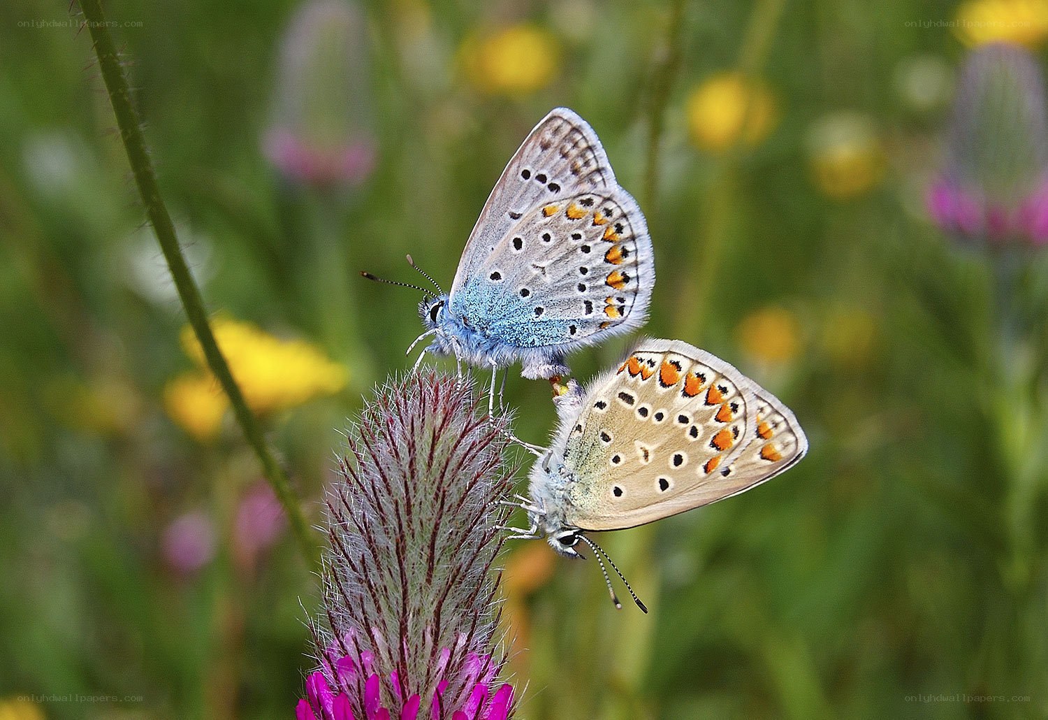 Two butterflies on a flower