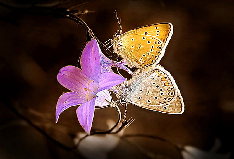 Two Butterflies on a Flower — Purple