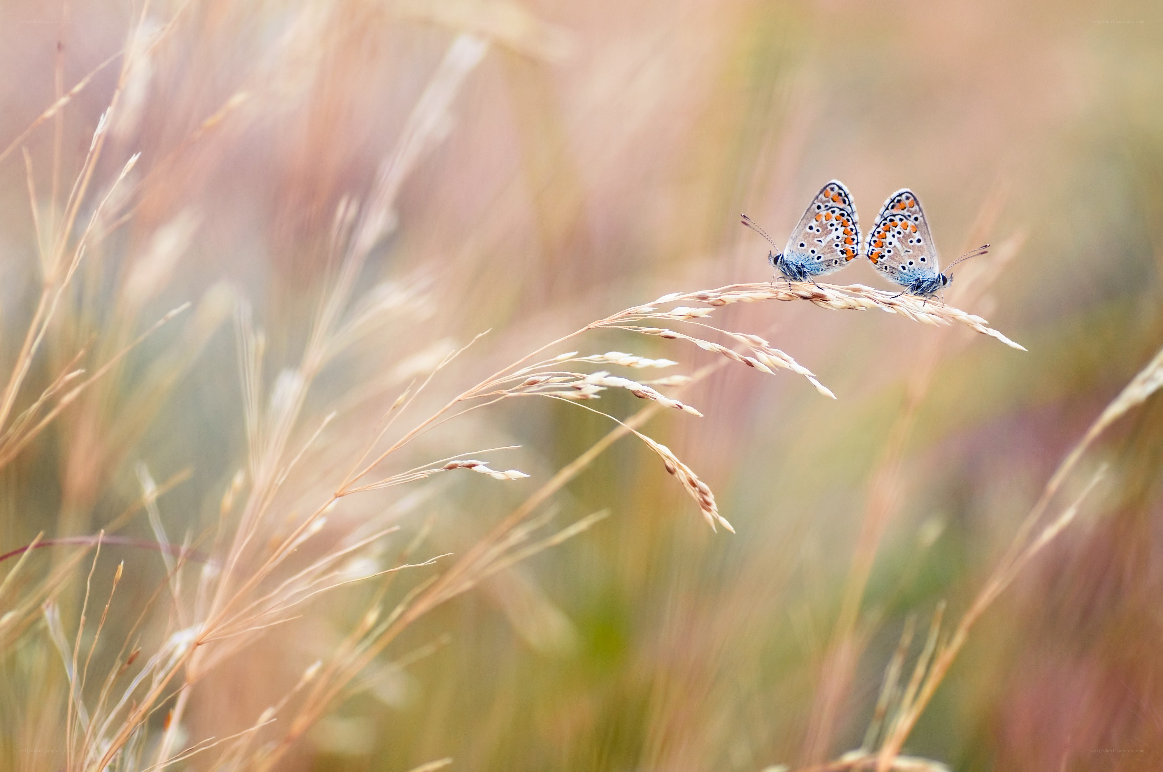Two butterflies on a grass stem