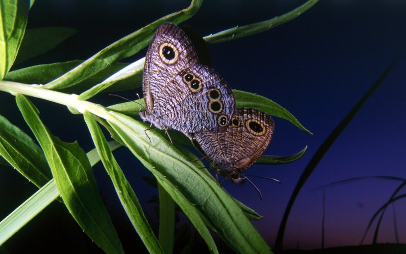 Two butterflies on a leaf