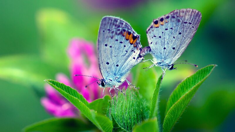 Two butterflies on a leaf