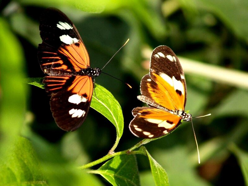 Two butterflies on a leaf