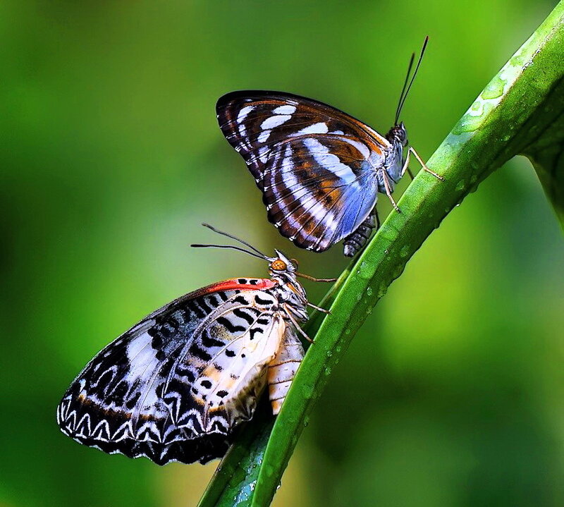 Two Butterflies on a Leaf — Green