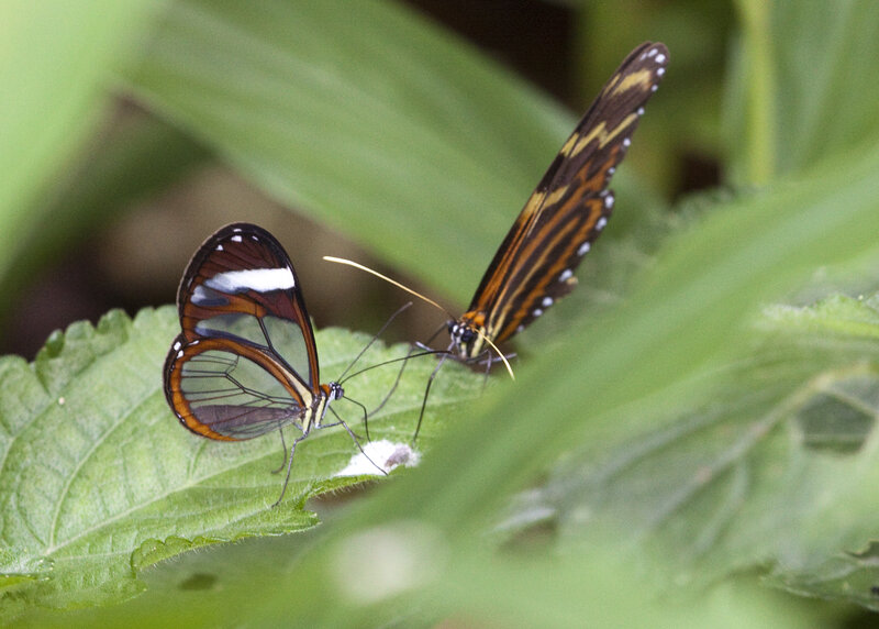 Two butterflies on a leaf