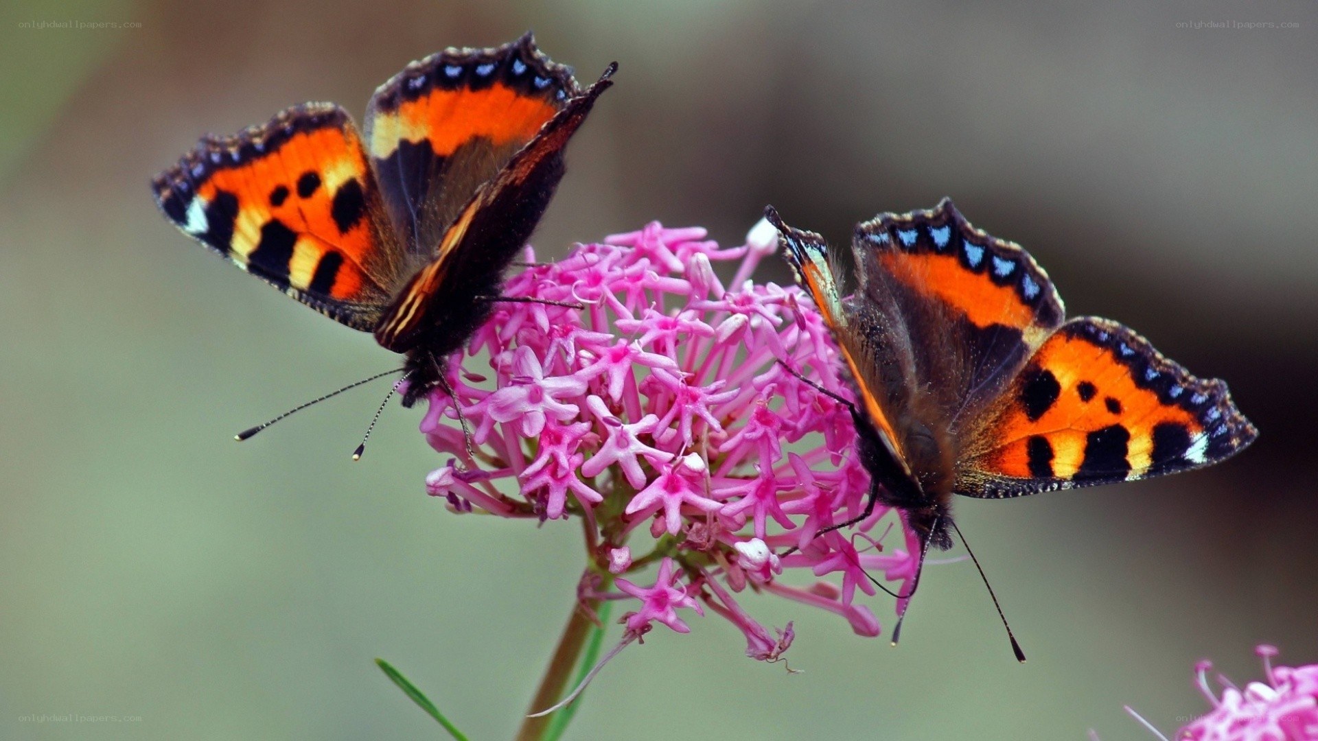 Two butterflies on a pink flower