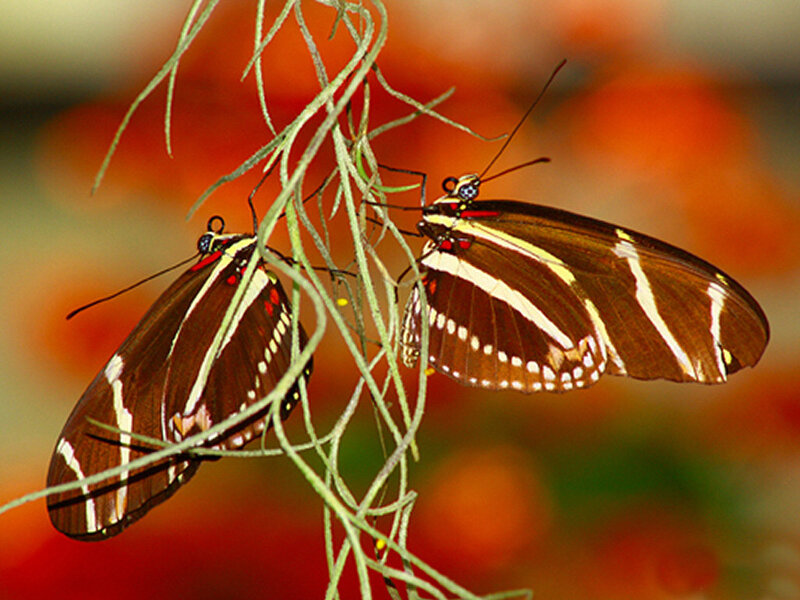 Two Butterflies on a Plant — Brown