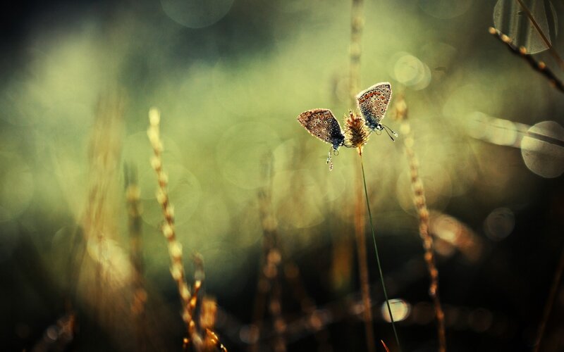 Two Butterflies on a Plant — Green