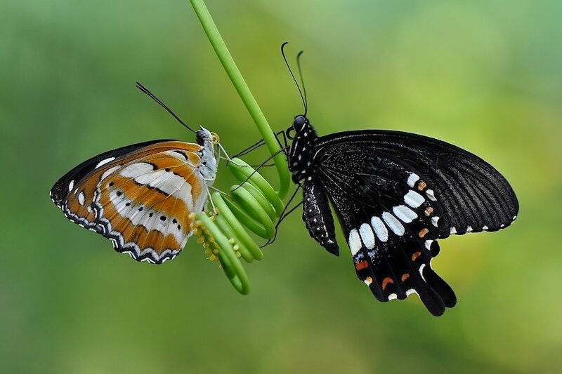 Two Butterflies on a Plant