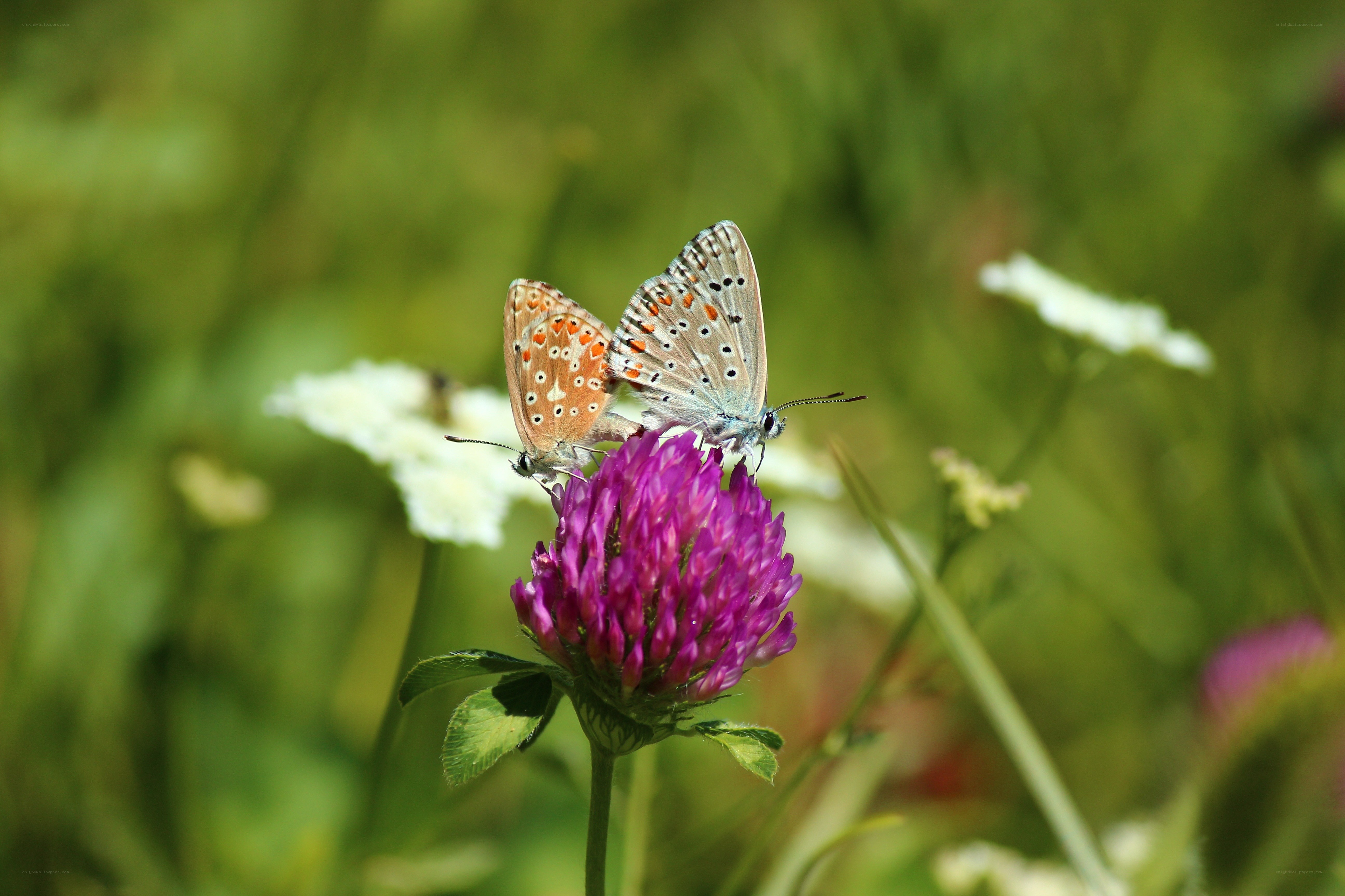 Two butterflies on a purple flower