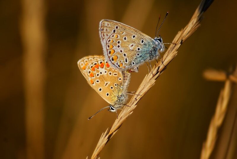 Two Butterflies on a Stem — Brown