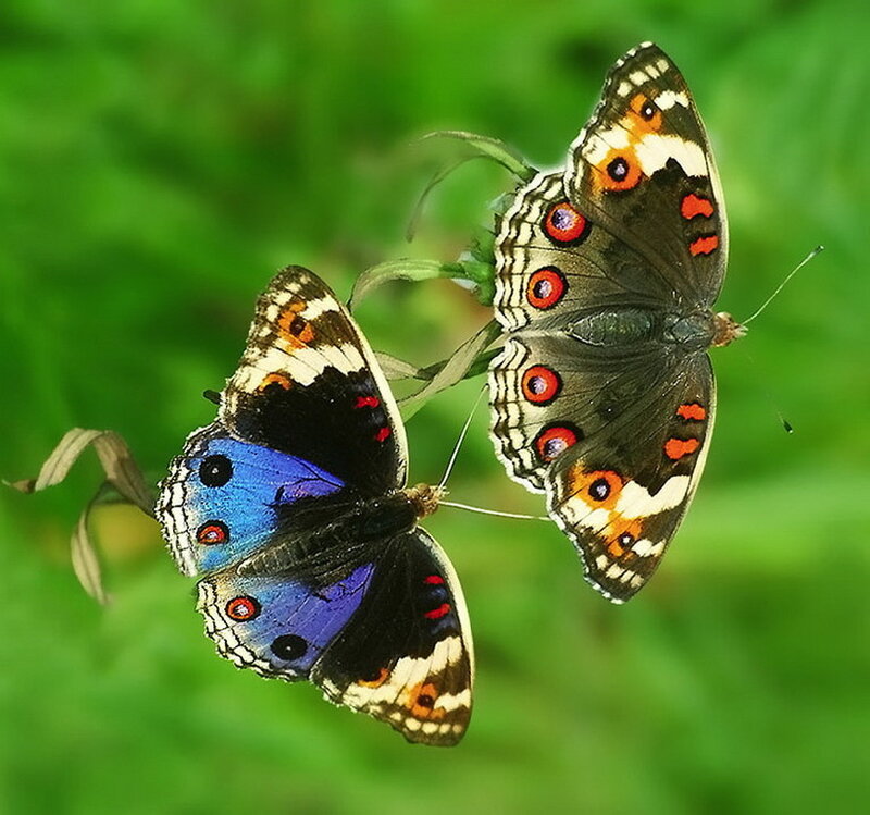 Two Butterflies on a Stem — Green