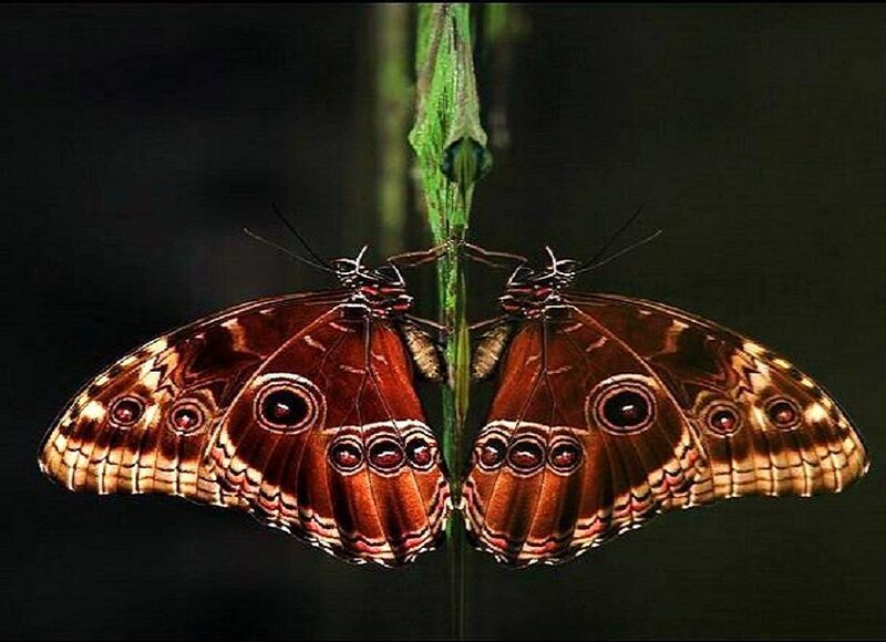 Two butterflies on a stem