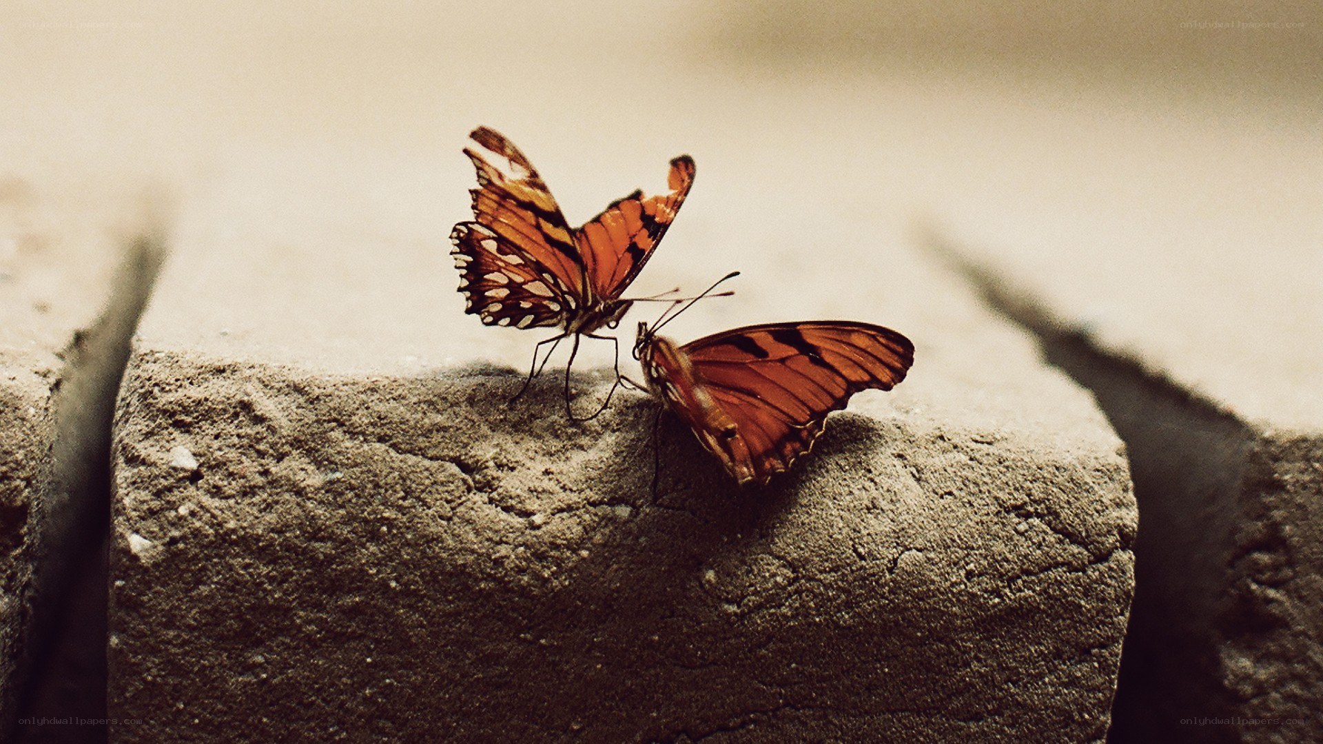 Two butterflies on a stone