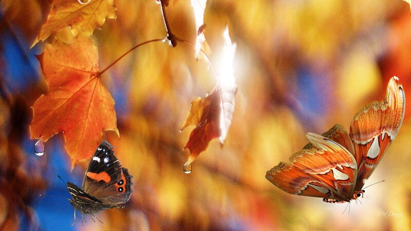 Two Butterflies on Autumn Leaves