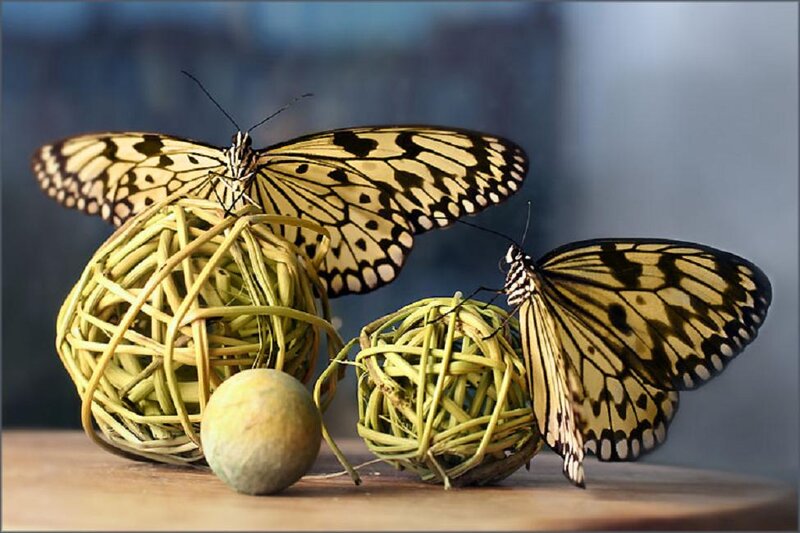 Two Butterflies on Balls