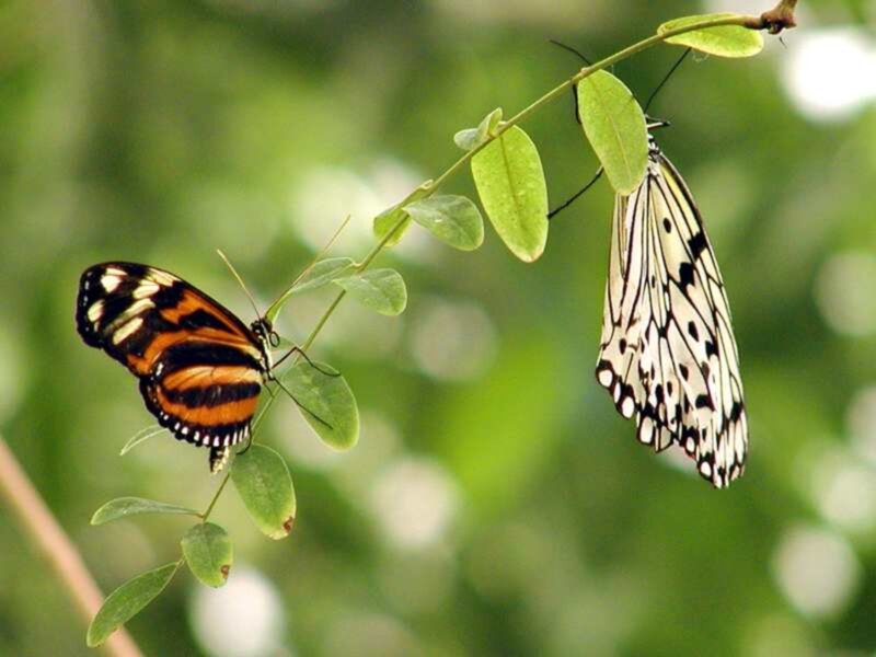 Two Butterflies on Branch