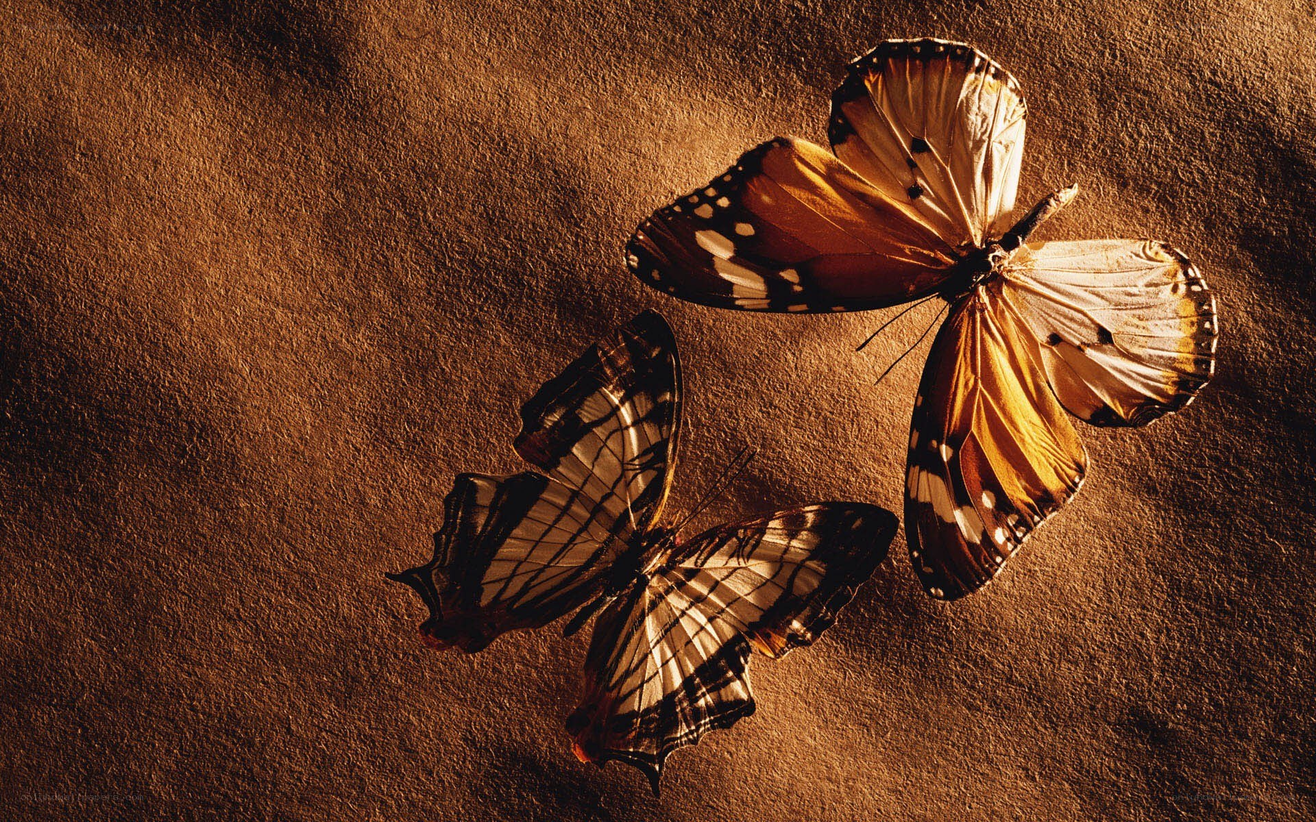 Two butterflies on brown surface