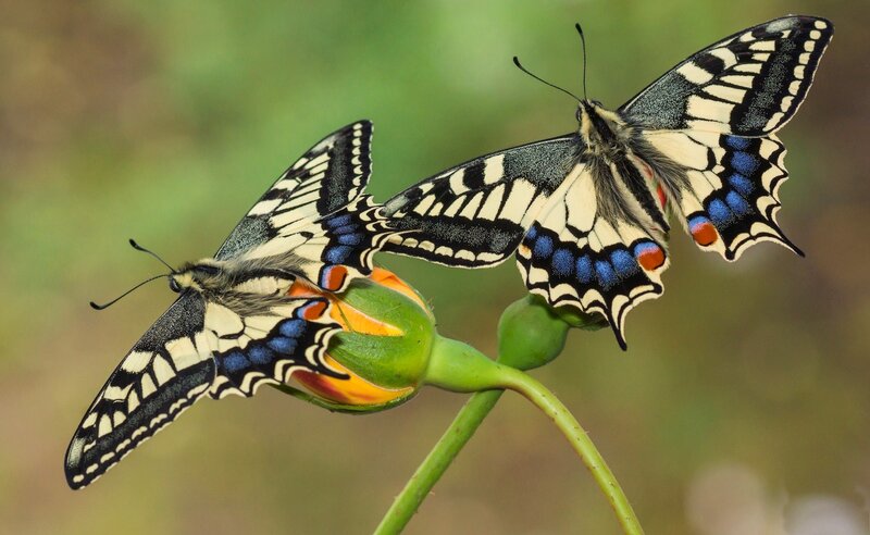 Two Butterflies on Bud