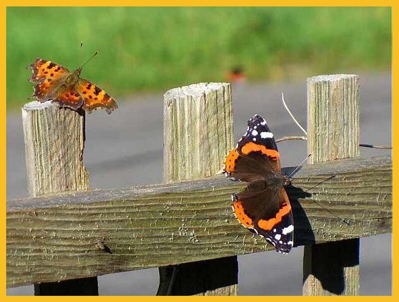 Two Butterflies on Fence