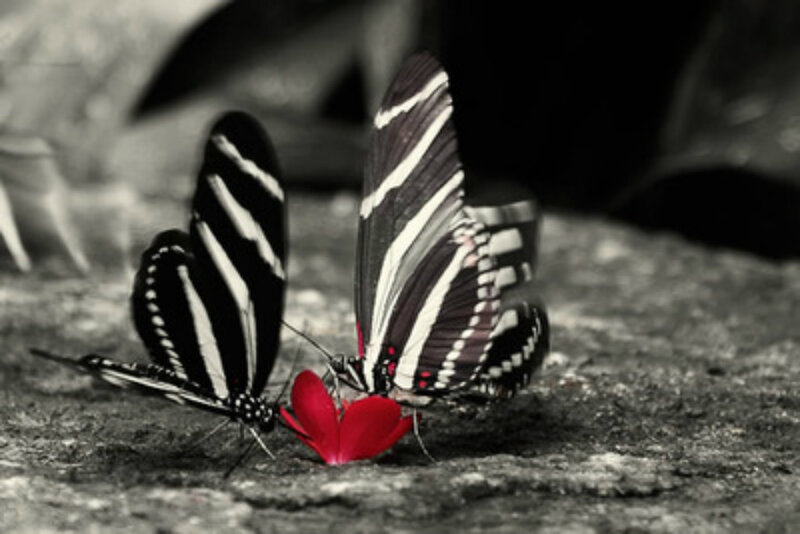 Two Butterflies on Flower — Black