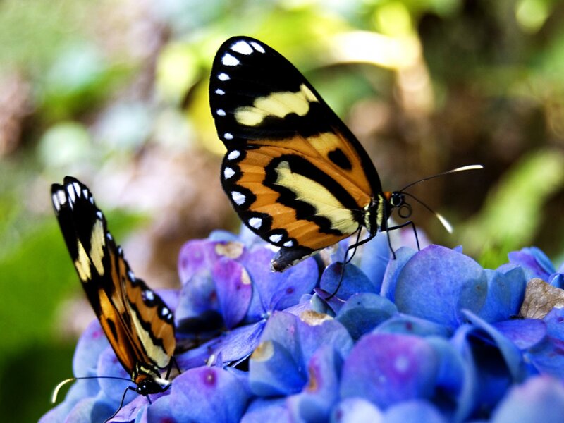 Two Butterflies on Flower — Blue, Calm, Afternoon