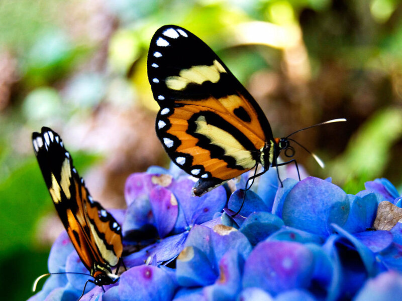 Two Butterflies on Flower — Blue, Calm