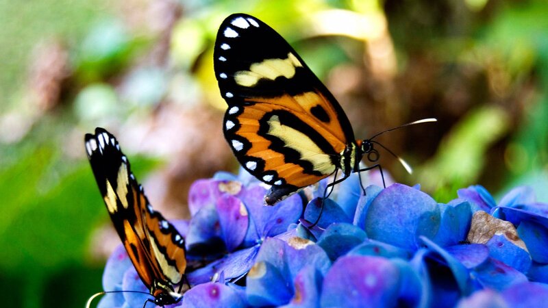 Two Butterflies on Flower — Blue, Natural