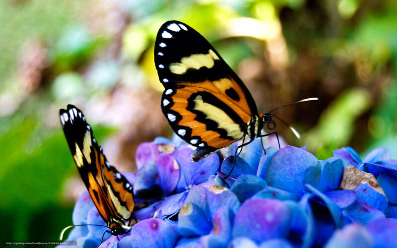 Two Butterflies on Flower — Blue, Serene, Afternoon