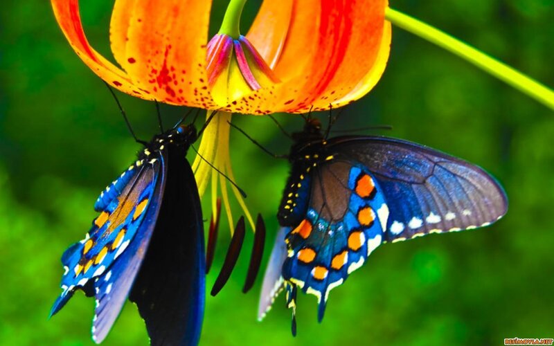 Two Butterflies on Flower — Blue