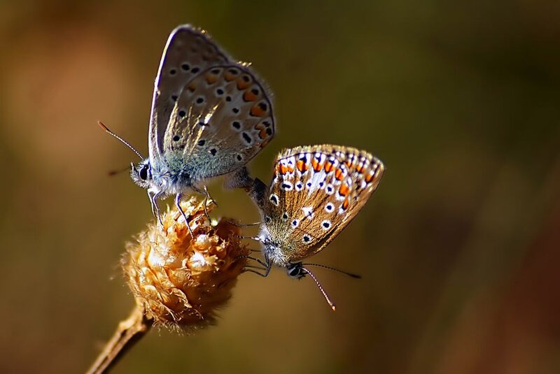 Two Butterflies on Flower — Brown
