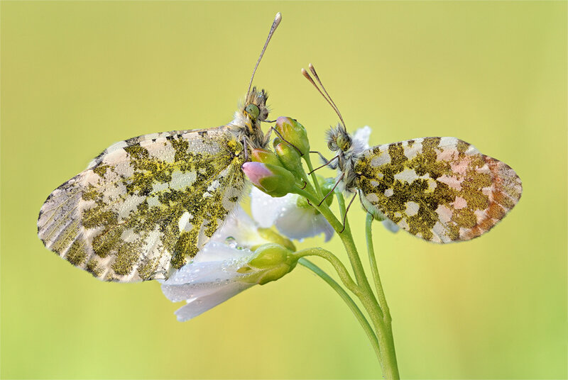 Two Butterflies on Flower — Green, Calm
