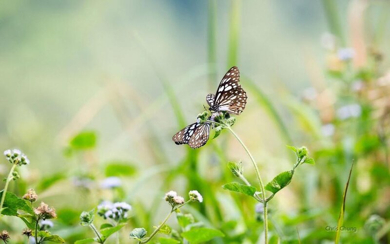 Two Butterflies on Flower — Green, Serene