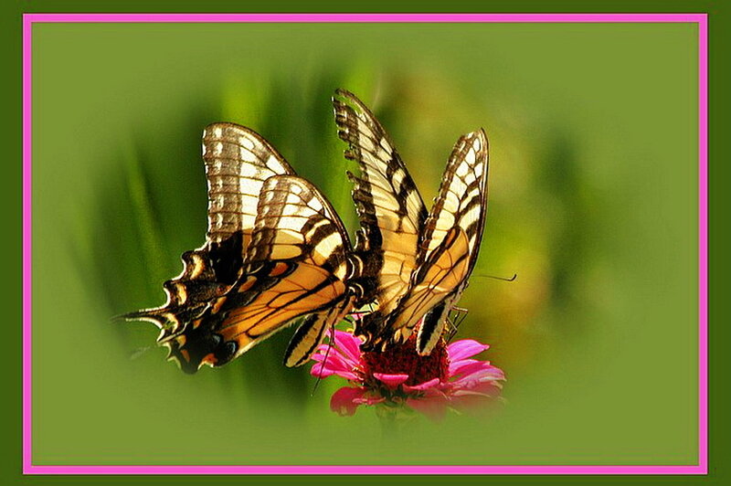 Two Butterflies on Flower — Green