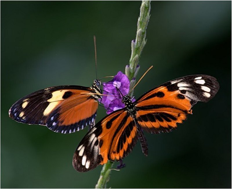 Two Butterflies on Flower — Orange