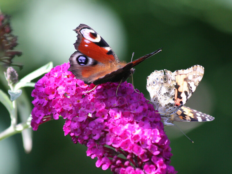 Two Butterflies on Flower — Pink, Calm, Afternoon, Photograph
