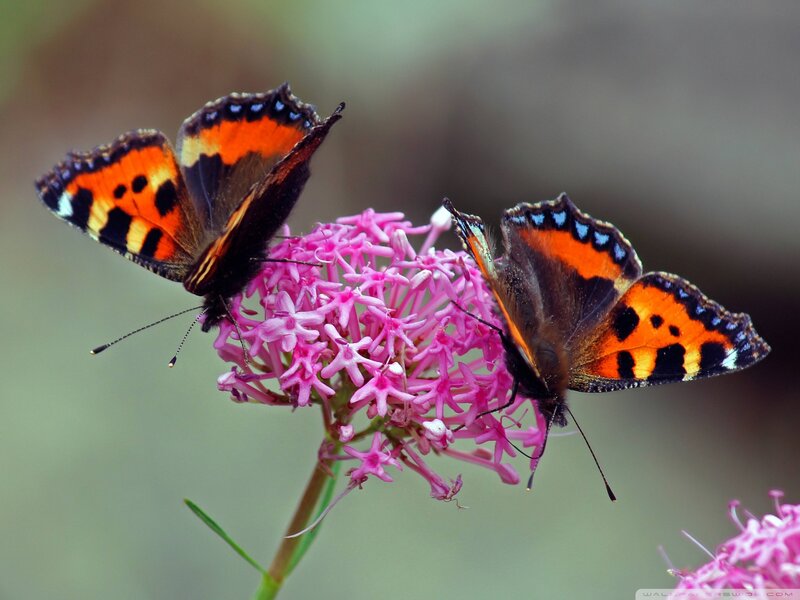 Two Butterflies on Flower — Pink, Calm