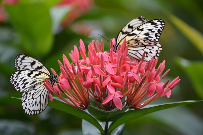 Two Butterflies on Flower — Pink, Serene