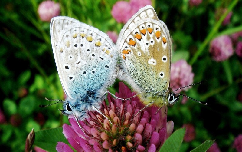 Two Butterflies on Flower — Pink