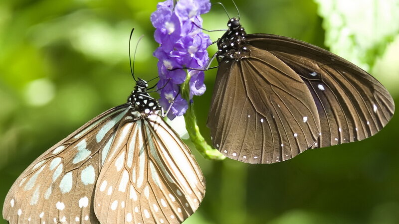 Two Butterflies on Flower — Purple, Calm, Afternoon, Photograph, Greenery