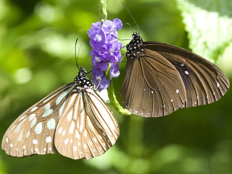 Two Butterflies on Flower — Purple, Calm, Afternoon, Photograph